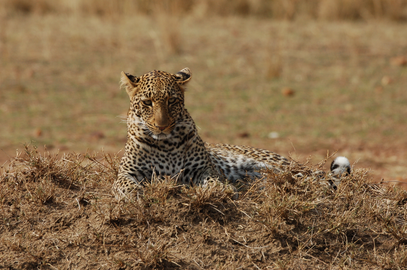 Illustration for article titled Out of Africa. More Leopards.